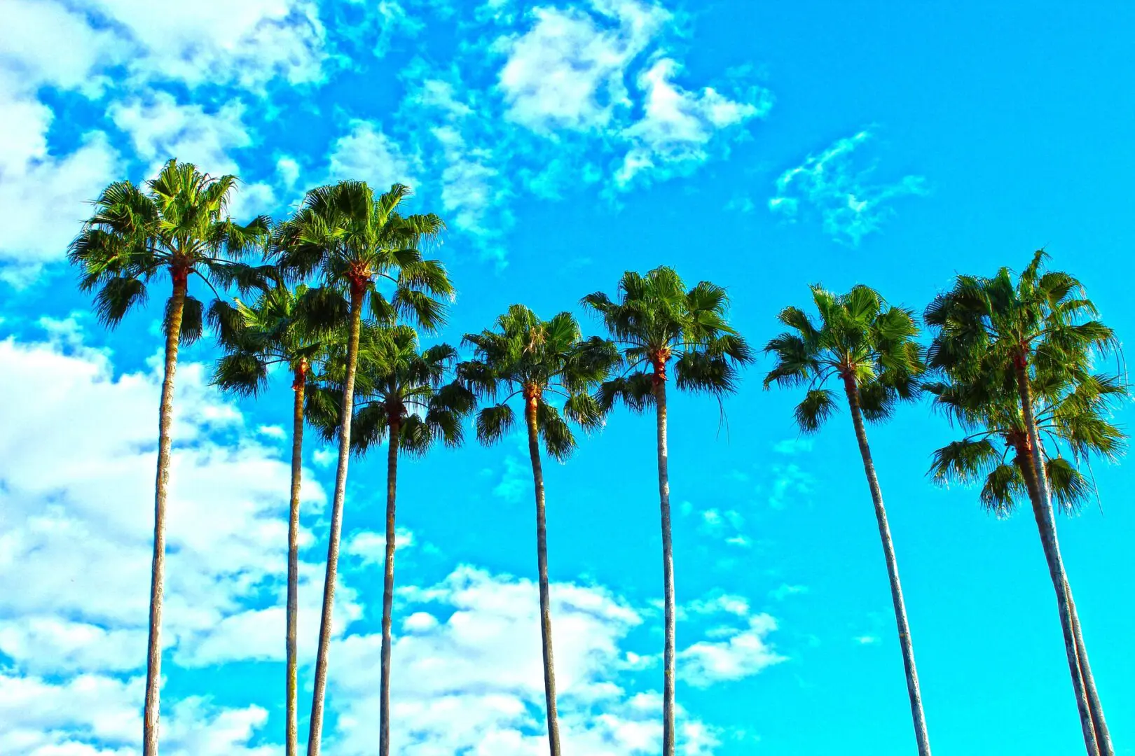 A row of palm trees against the sky