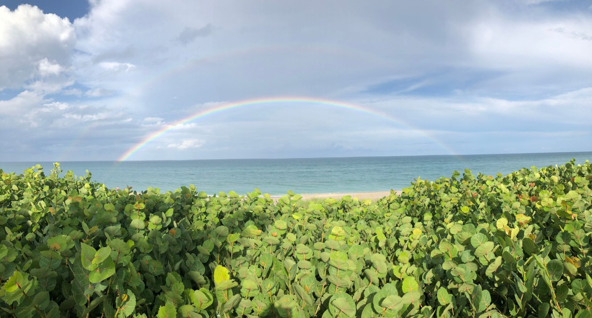 A rainbow over the ocean and green bushes.